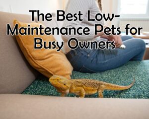 The Best Low-Maintenance Pets for Busy Owners