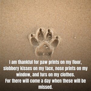 Why I&#8217;m Grateful for Every Paw Print, Slobber, and Fur Clad Moment