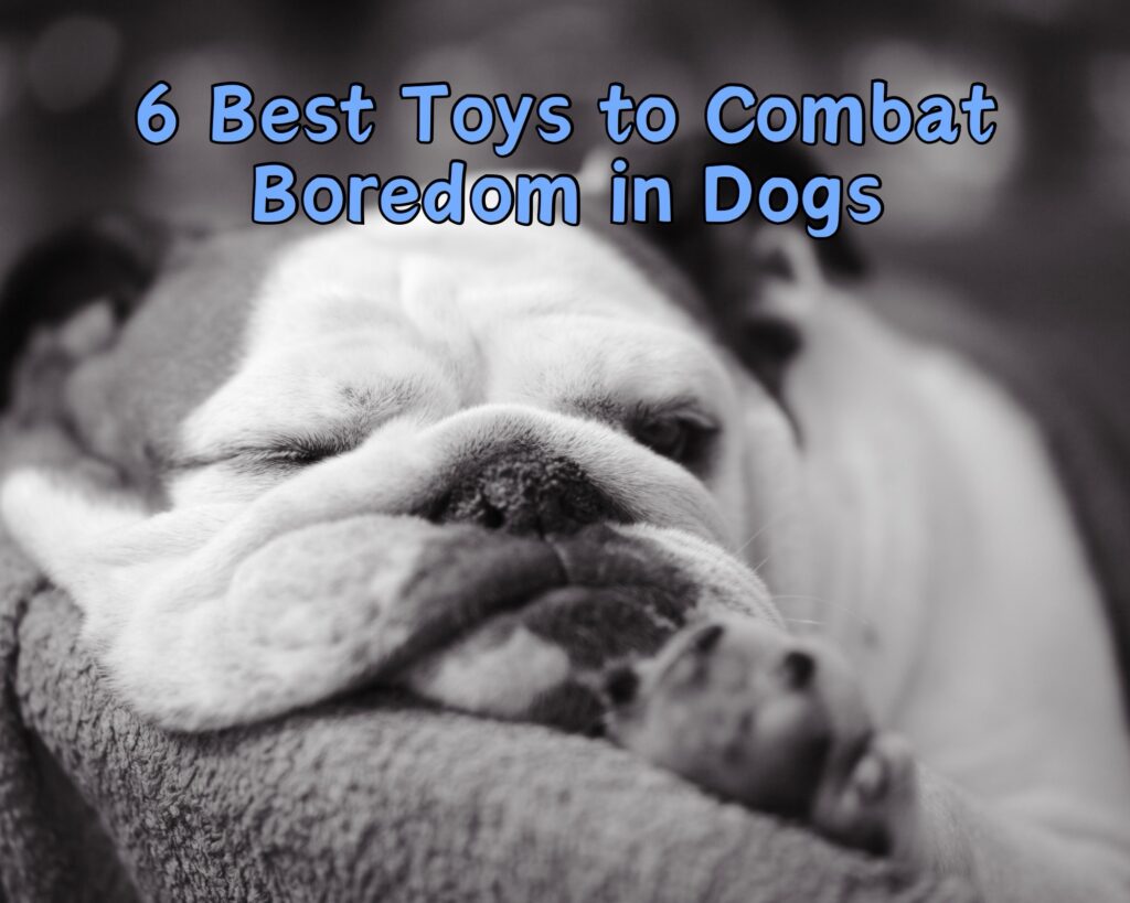 6 Best Toys to Combat Boredom in Dogs