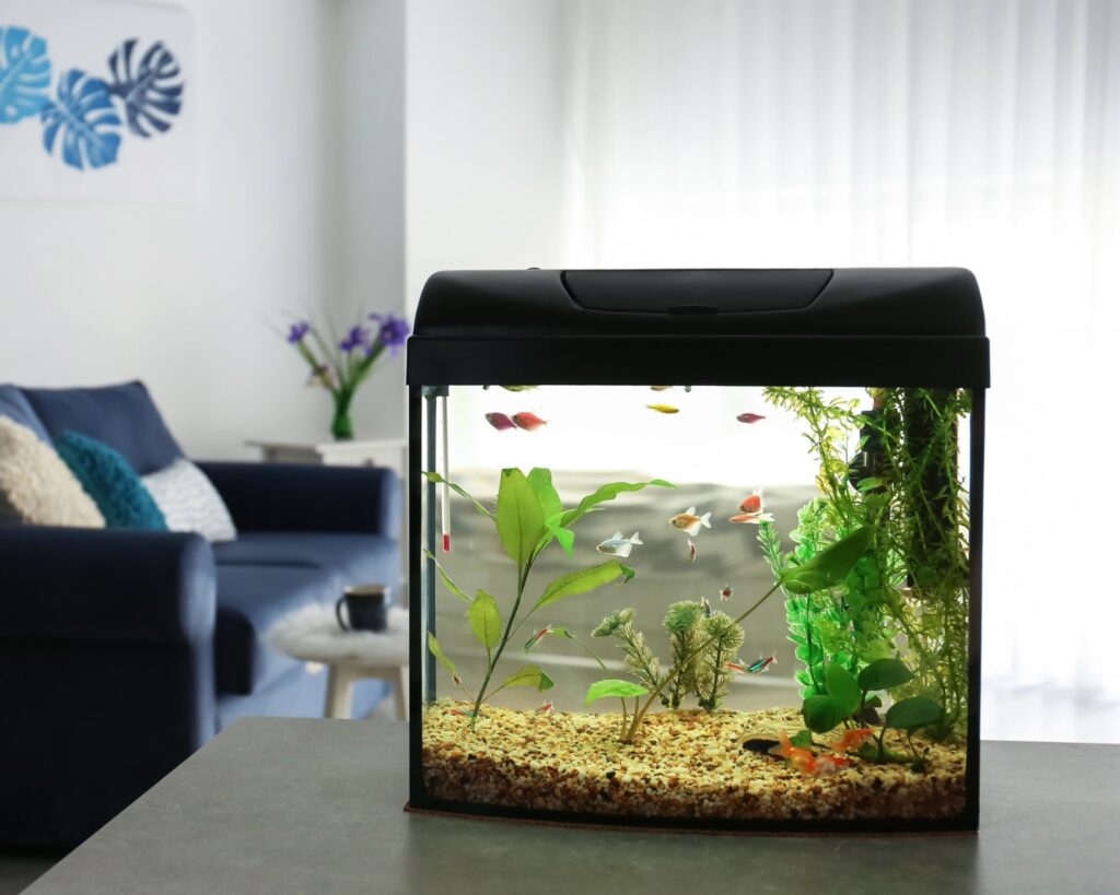 Easy Aquarium Setup: Start Your Fish Tank Adventure!