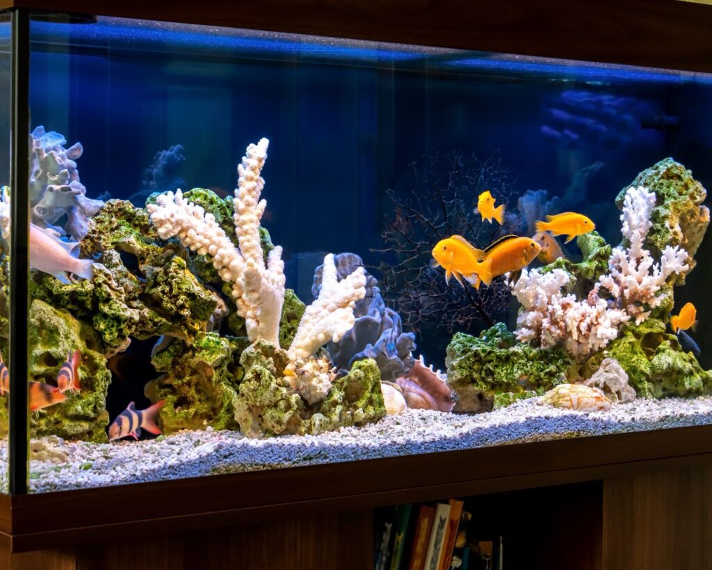 Easy Aquarium Setup: Start Your Fish Tank Adventure!