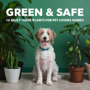 Green &amp; Safe: 10 Must-Have Plants for Pet Lovers&#8217; Homes