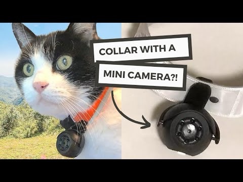 Explore Your Cat&#8217;s World: The Ultimate Guide to Cat Collar Cameras