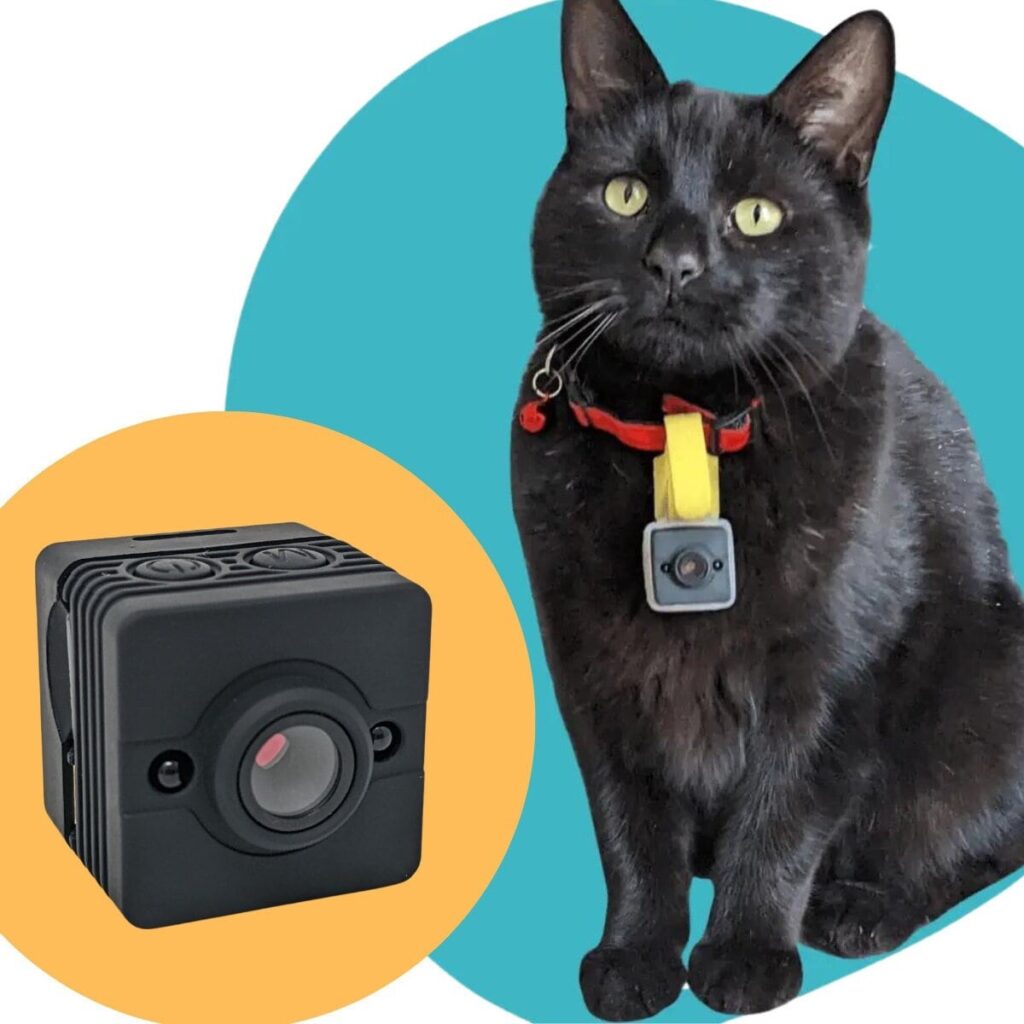 Explore Your Cat&#8217;s World: The Ultimate Guide to Cat Collar Cameras