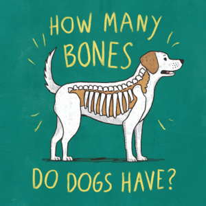 Understanding the Canine Skeleton &#8211; How Many Bones Do Dogs Have?