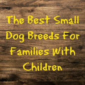 The Best Small Dog Breeds for Families