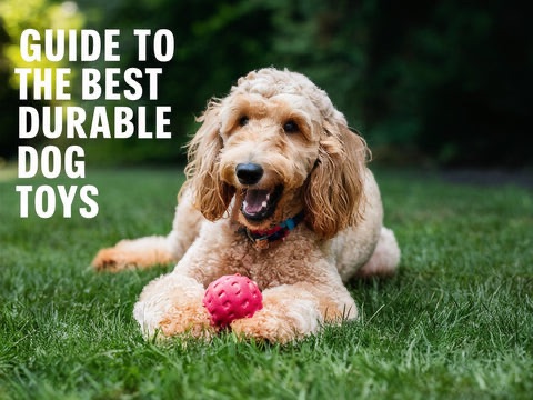 The Best Small Dog Breeds for Families