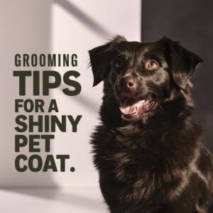 Grooming Tips for a Shiny and Well-Maintained Pet Coat