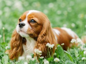 King Charles Cavalier: A Breed Like No Other