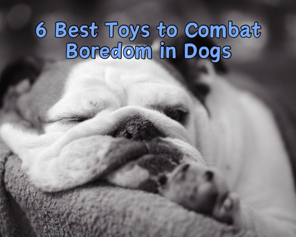 How to Recognize Signs of Boredom in Dogs