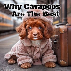 Why Cavapoos Are One Of The Best Breeds: