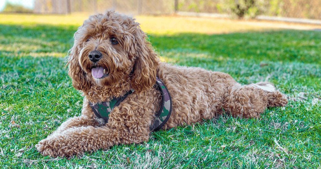 CAVAPOOS: THE PERFECT COMPANION FOR ALL AGES