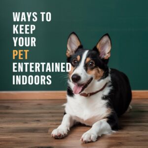 Activities to Keep Your Pets Entertained and Active Indoors