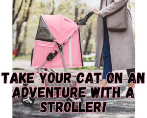 Are Cat Strollers a Good Idea? Everything You Need to Know!