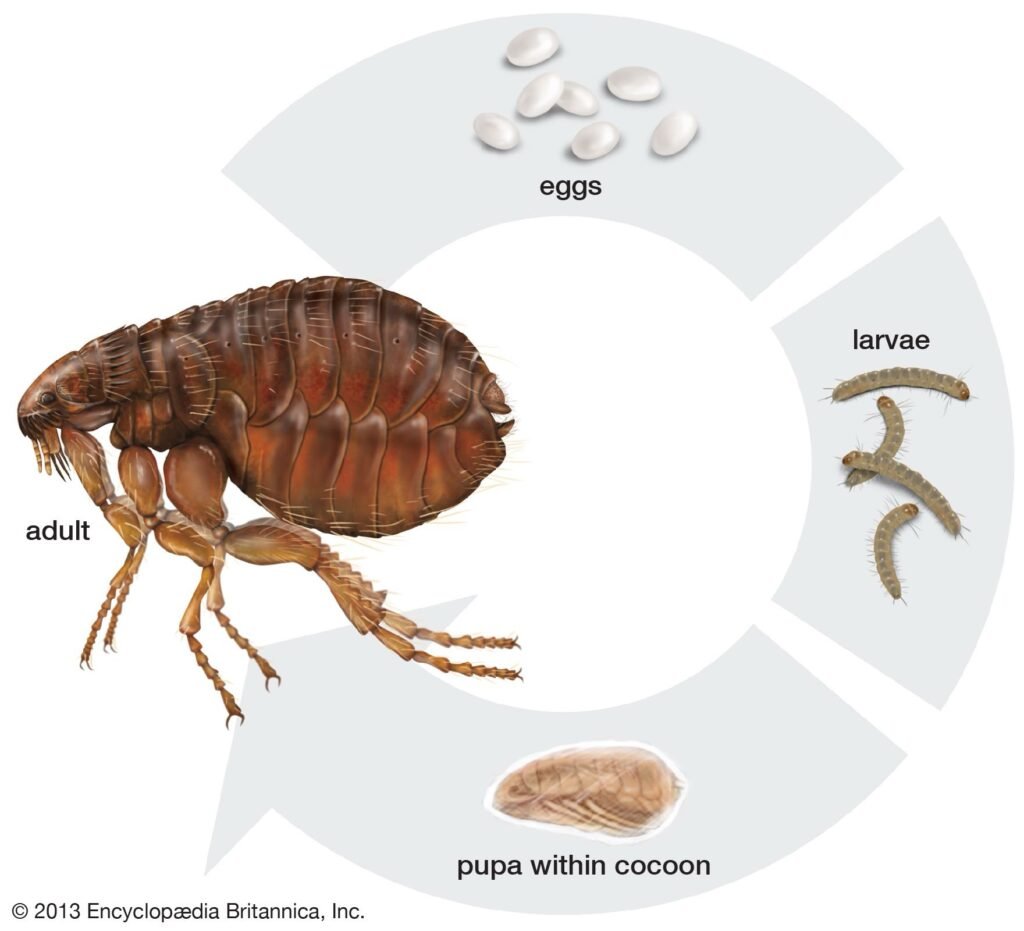 Can Fleas Survive Winter? What You Need to Know